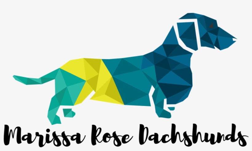 Available Puppies - Lose Weight Blank Book, transparent png download