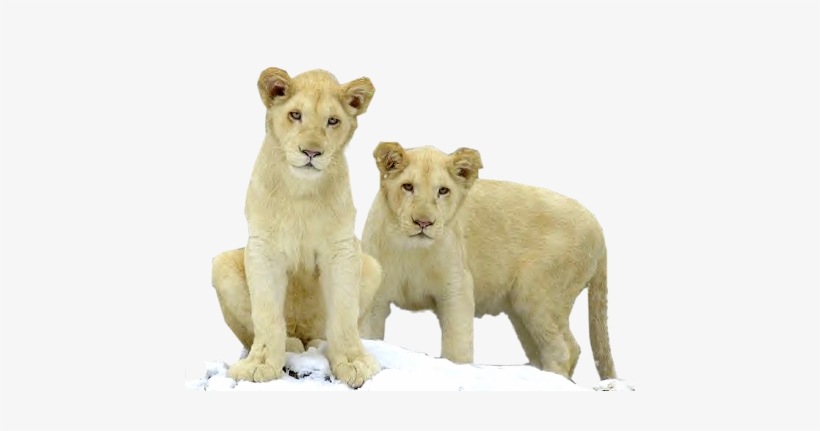 Cubs - Lion With Cub Png, transparent png download