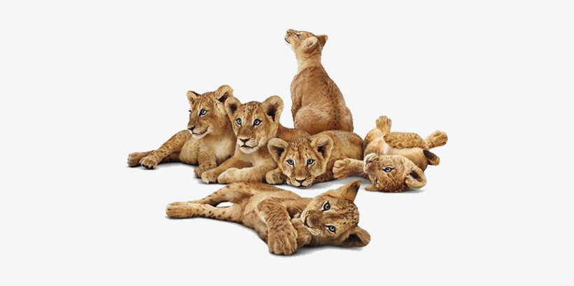 Lioness - Lion, transparent png download