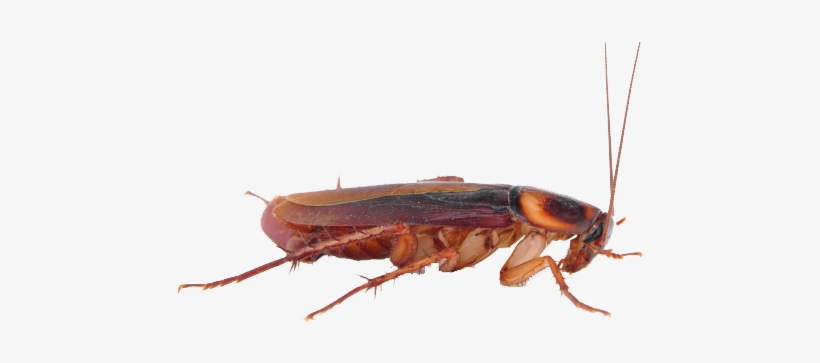 Cockroach Free Download Png - Cockroach Png Transparent Background, transparent png download