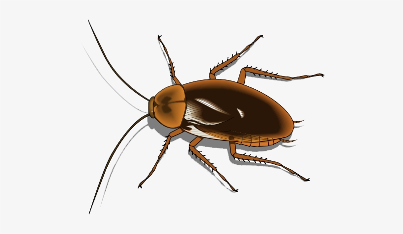 Cockroach Png Image - Cartoon Image Of Cockroach, transparent png download