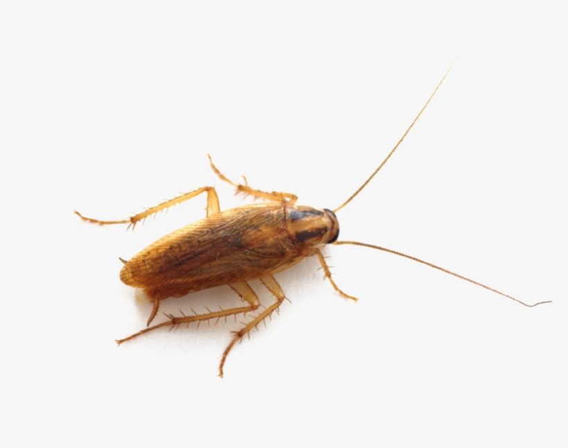 Roach Png - Cockroach Bug, transparent png download