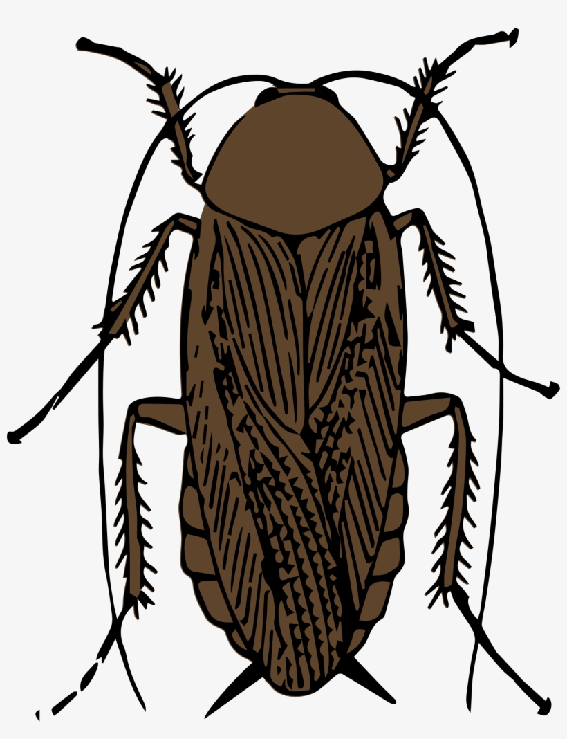 This Free Icons Png Design Of Cockroach Color, transparent png download