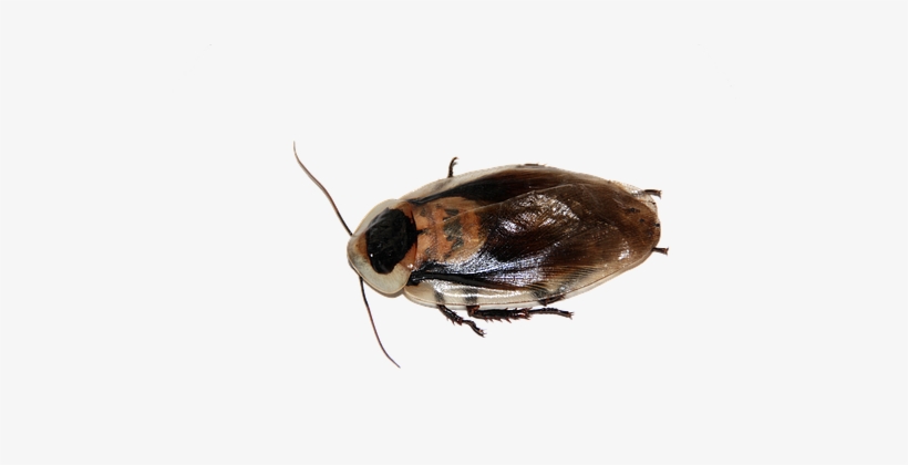 Cockroach Insect Imago Blaberus Pet Animal - Tamaño De La Mosca Domestica, transparent png download