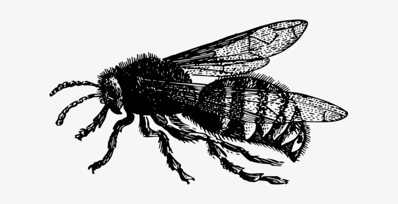 Honey Bee Vintage Sticker Gift - Clip Art, transparent png download