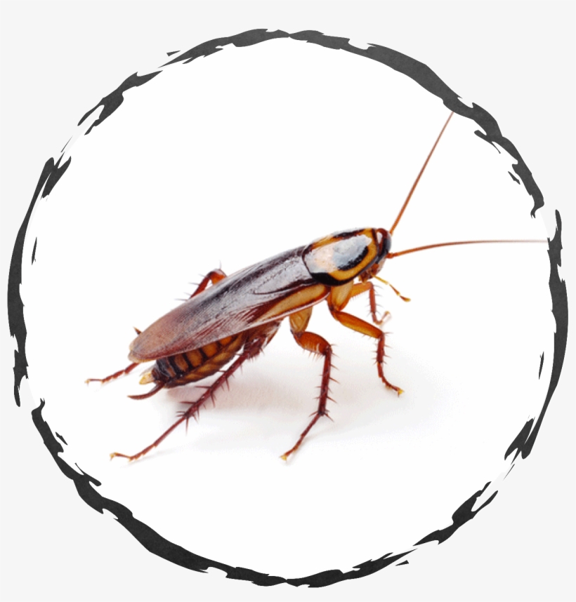 If You Encounter Cockroaches In A Home Or Food Handling - American Cockroach Free, transparent png download