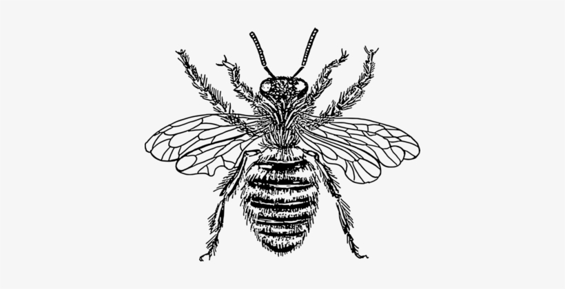 Cockroach Drawing Insect Wing Pest Free Commercial - Bee With Crown Tattoo, transparent png download