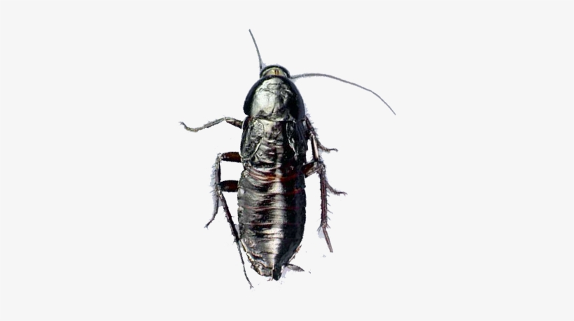 Oriental Cockroach - Cockroach, transparent png download