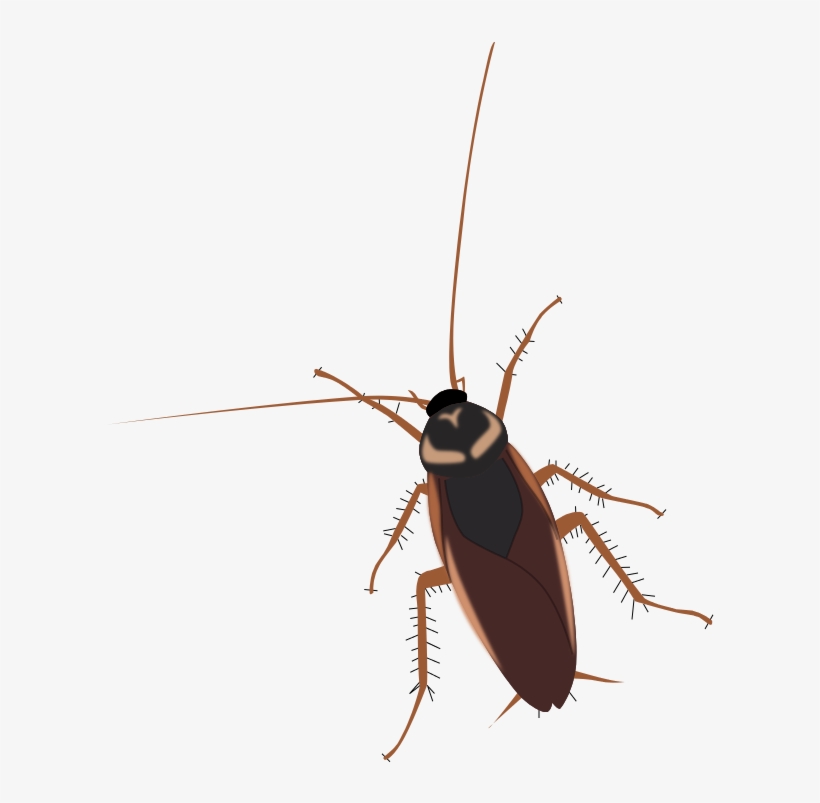 Cockroach - Twiki, transparent png download