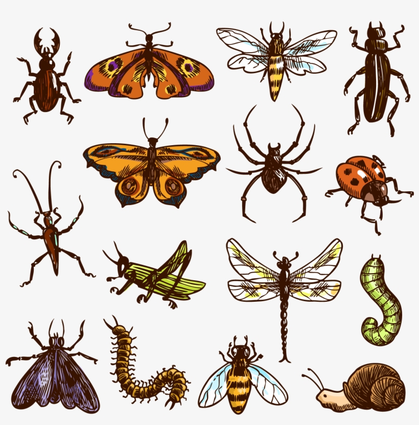 Insect Cockroach Royalty - Illustration Of A Brown Spider On White Choker Pendant, transparent png download