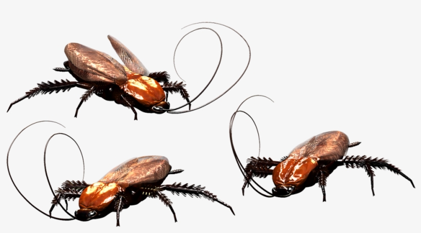 Cockroach Milk May Have More Nutrients Than Regular - Cockroach, transparent png download