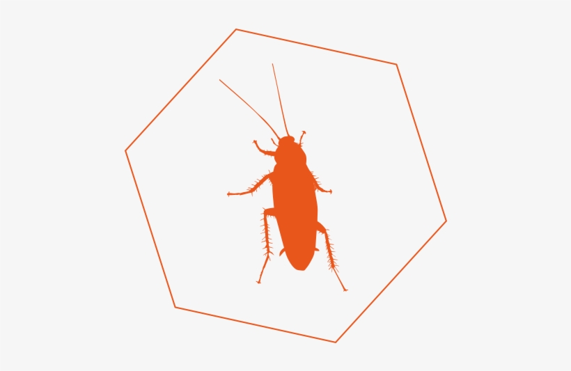 Cockroach, transparent png download