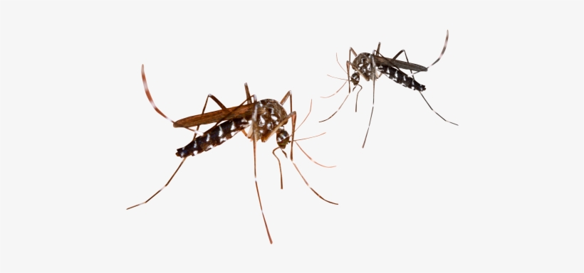 Mosquito Png Transparent Image - Malaria Mosquito Png, transparent png download