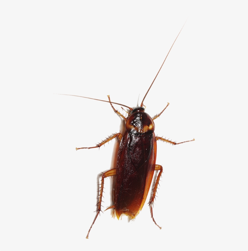Entokim Target Pests Cockroaches Species Dictyoptera - Dead Man's Trip [book], transparent png download