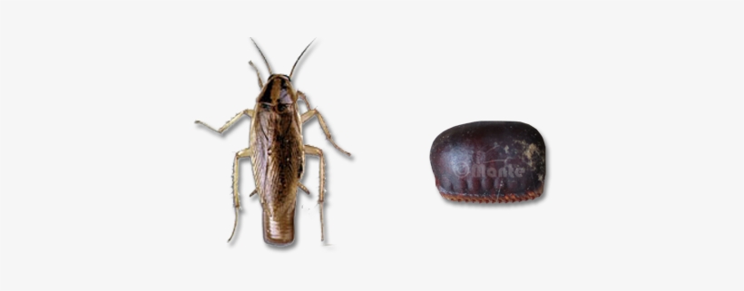 Most Other Species Deposit Their Ootheca After One - Soldier Beetle, transparent png download