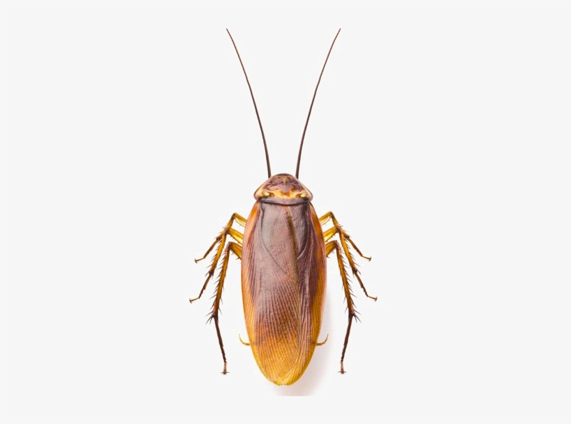 Roach Png Image - Points Of Origin - Trade Paperback, transparent png download
