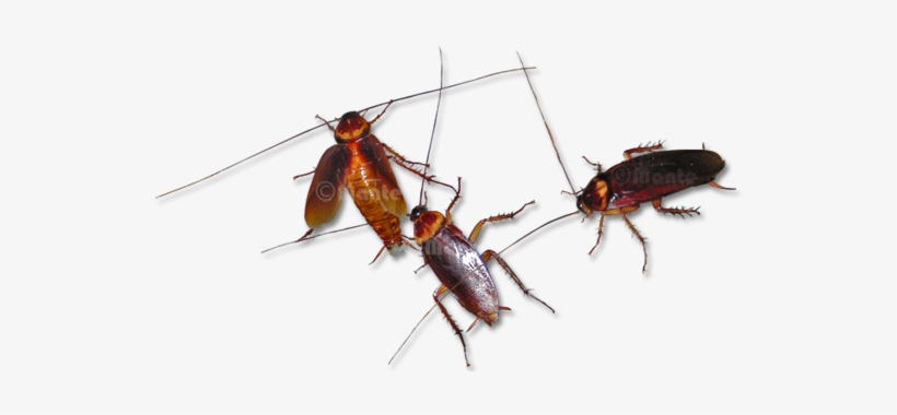 Adult Cockroaches Have Flat Body Form To Top To Bottom - Walking Cockroachs Transparent Gif, transparent png download
