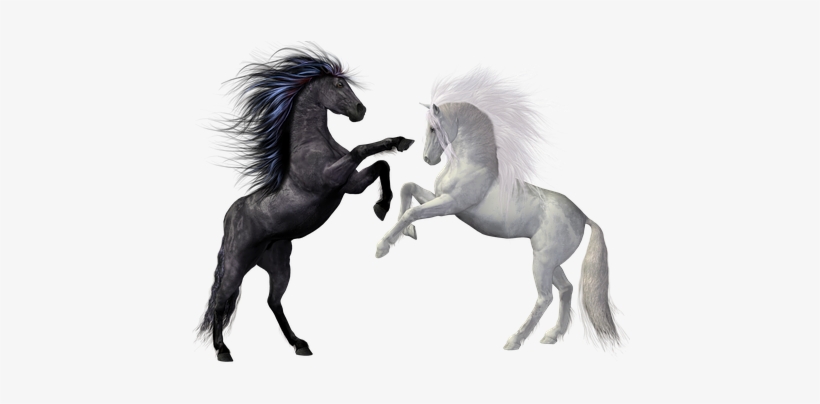 Horses Black White Animals Mold Rap Fight - Rearing Horse Png, transparent png download