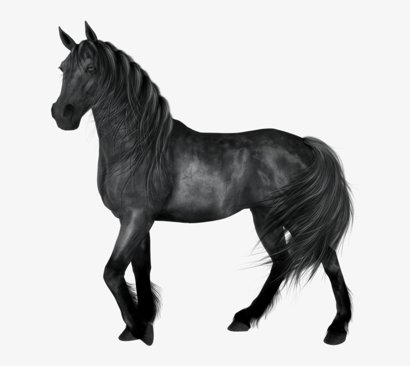 Transparent Black Horse Animals Black And White, Black - Black Horse Png, transparent png download