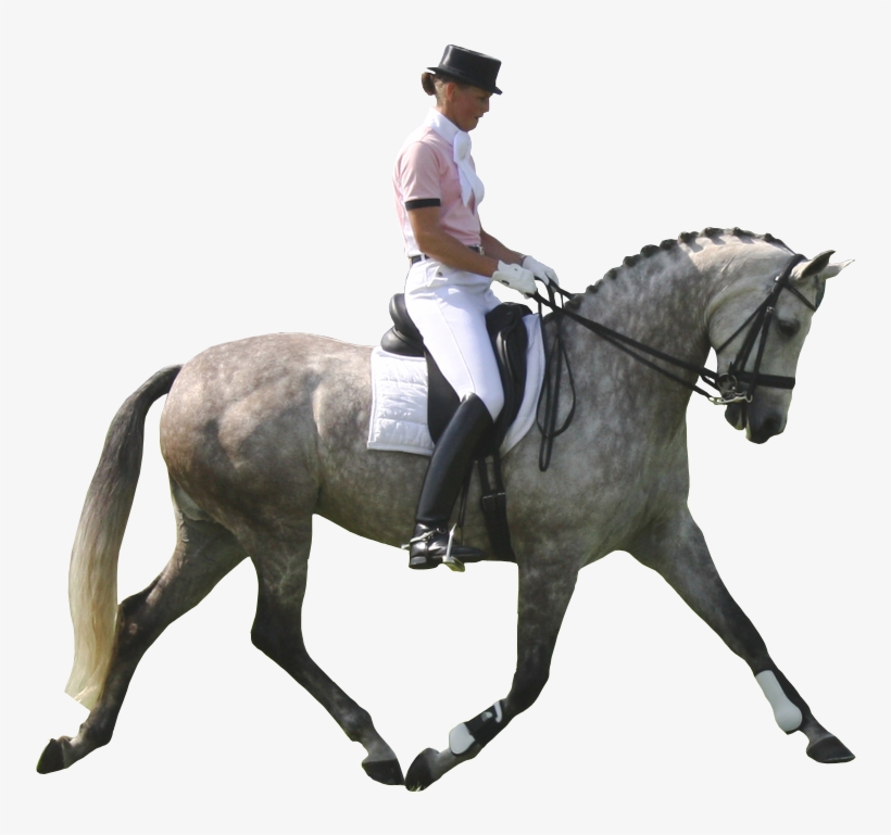 Dapple Gray Horse Pre - Dressage Horse White Background, transparent png download