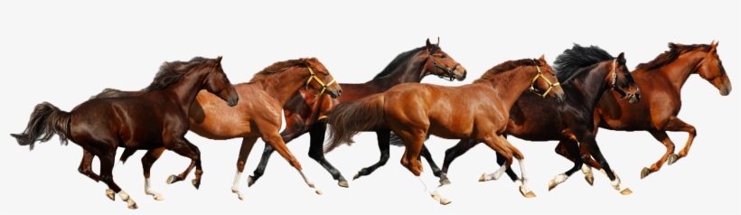 Haflinger American Paint Miniature - Herd Of Horses Clipart, transparent png download