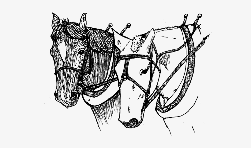Examples Of Projects Sterling Draft Animal Minors Have - Sketch, transparent png download