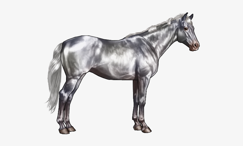 Many Believe The Famous Lipizzaner Stallions Are White, - Black And Grey Horse, transparent png download