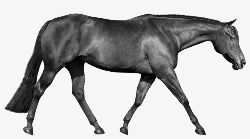 Fine-tuned With Expertise - Stallion, transparent png download