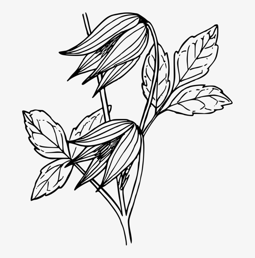 Library Black And White Leather Flower Computer Icons - Natures Flowers: Wonderful Flowers To Colour [book], transparent png download