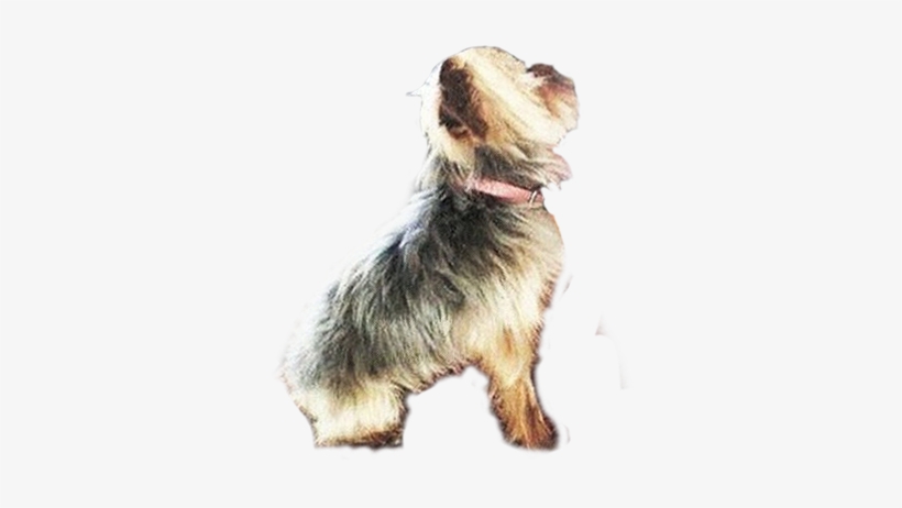 Australia's Agriculture Minister, Barnaby Joyce, Gave - Dog From Back Png, transparent png download