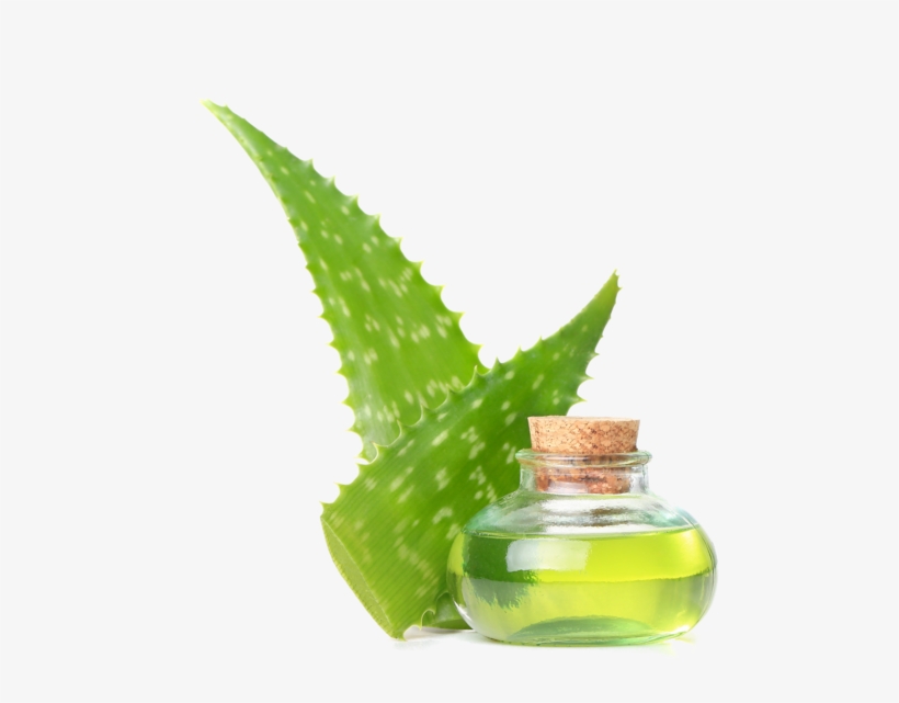 Aloe Vera No Background - Shaving Cream, transparent png download