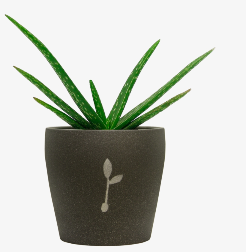 Aloe Vera - Flowerpot, transparent png download