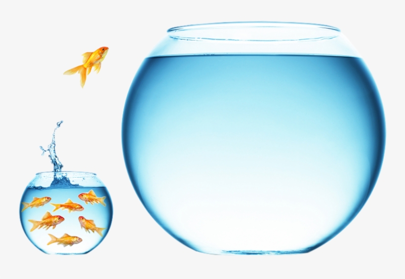 How To Find Your Blue Ocean Strategy® - Blue Ocean Strategy Fish, transparent png download