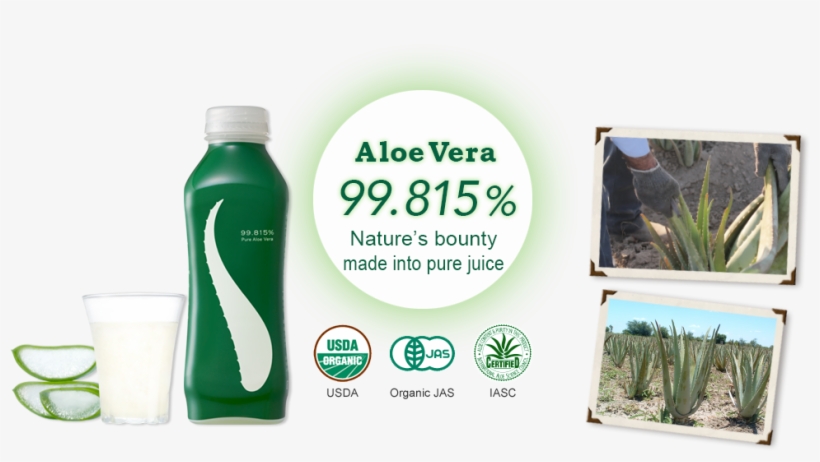 San Pedro Cactus, transparent png download