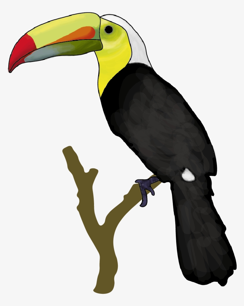 Sticker - White Background - Round - Toucan, transparent png download