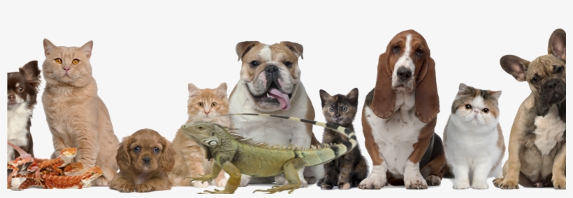 Discover The On-line World And Purchase The Blower - Cat And Dog Borders, transparent png download