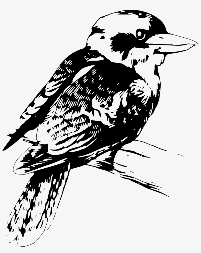 Bird Clipart Kookaburra - Kookaburra Clipart Black And White, transparent png download