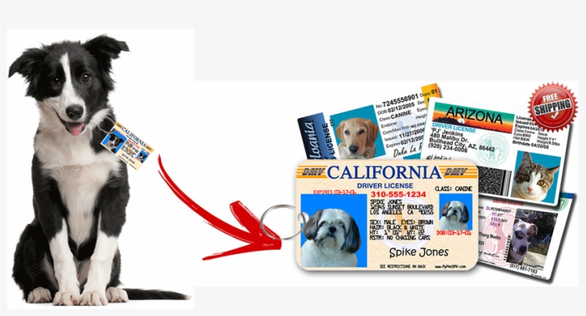 I Thought That Making Bentley Her Very Own Pet Driver's - Dog Rescue Png, transparent png download