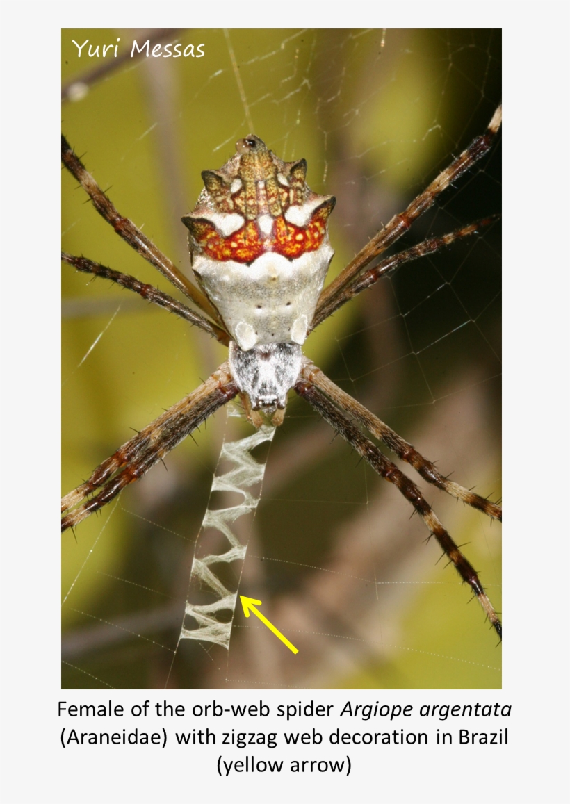 We Will Be Performing A Manipulative Experiment By - Spider Web, transparent png download