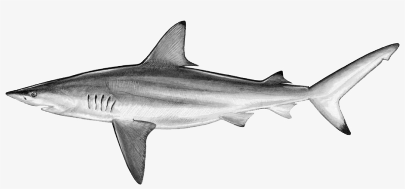 Drawn Tiger Shark Blank Background - Blacktip Shark, transparent png download