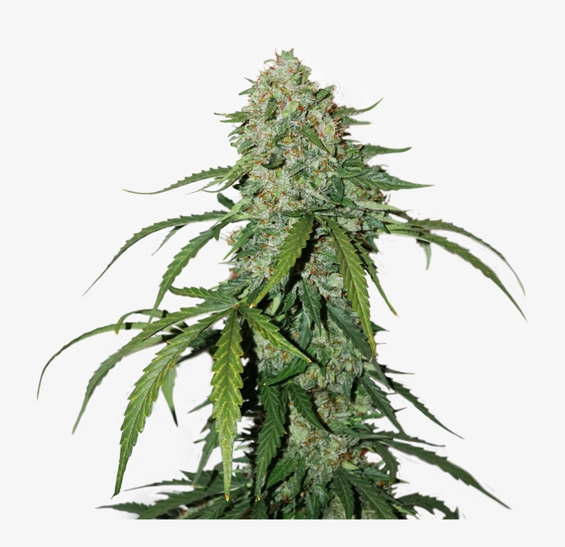 1 Silver Lime Haze Autoflower - Haze, transparent png download