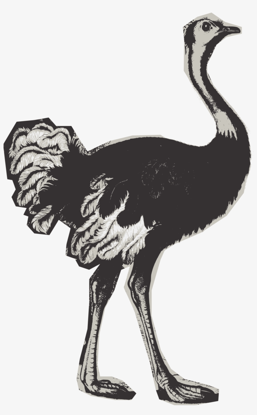 Big Image - Ostrich, transparent png download