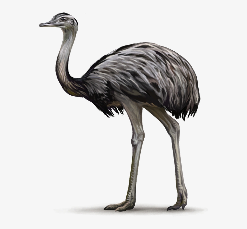 Rhea - Flightless Bird Png, transparent png download