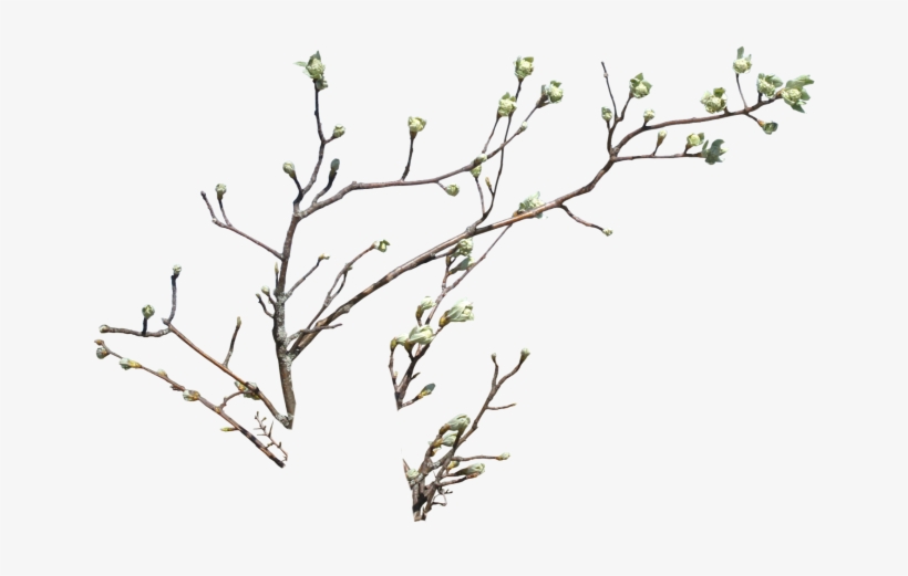 Branch, transparent png download
