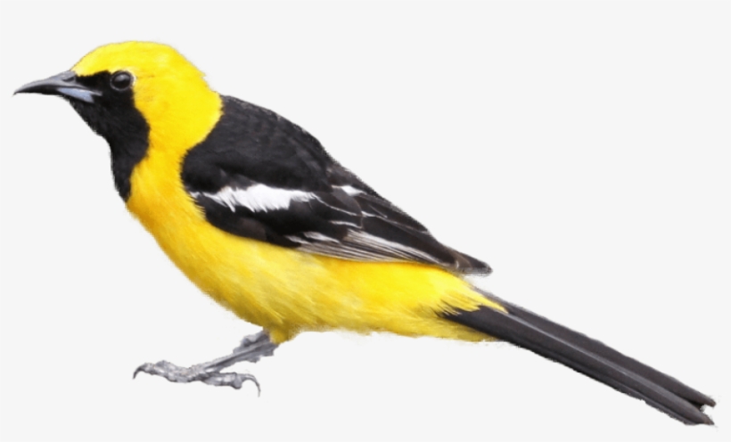 Free Png Download Black And Yellow Bird Png Images - Black And Yellow Bird Png, transparent png download
