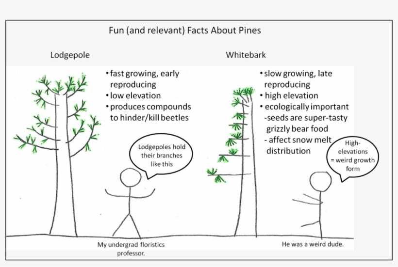 Elevation And Started Attacking Whitebark Pines , The - Cartoon, transparent png download