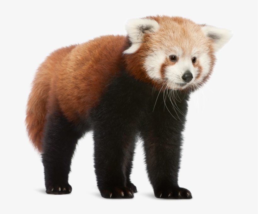 Four Blind Cubs Newborns Are Only Able To See Clearly - Red Panda On White Background, transparent png download
