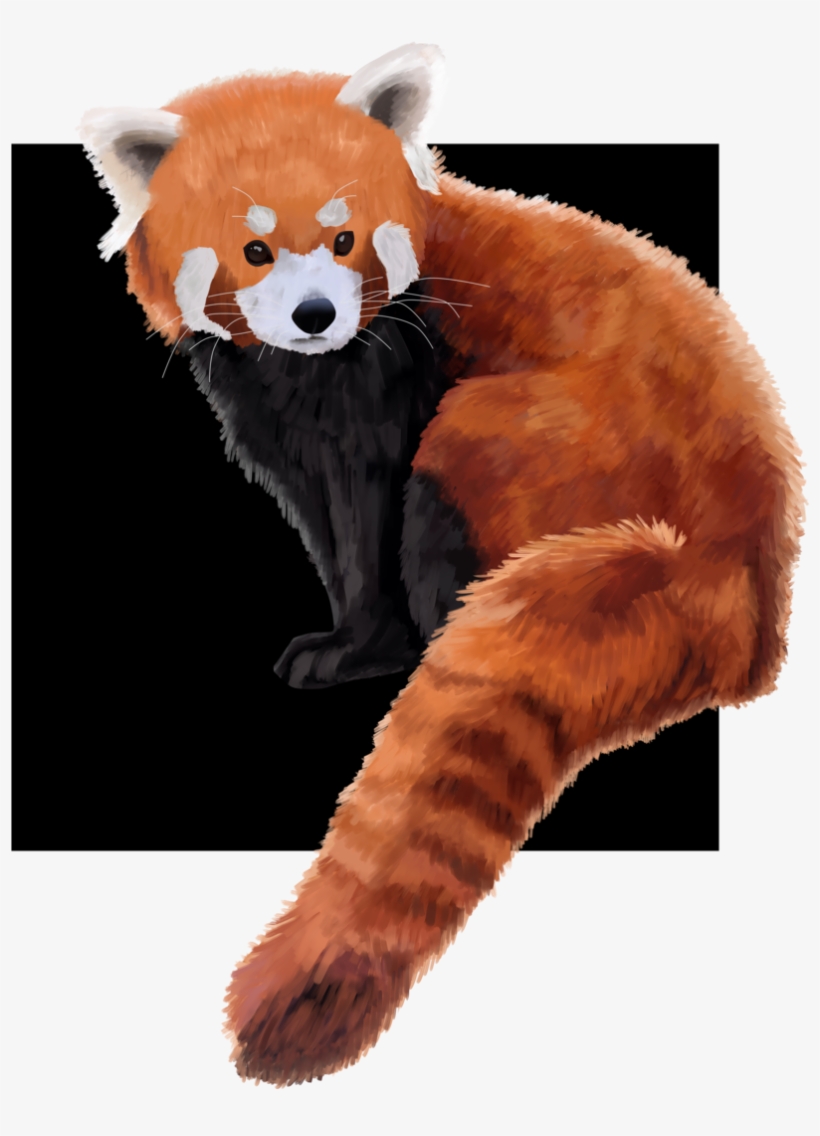 Hello Everyone So Until The 31st Of December I Will - Red Panda, transparent png download