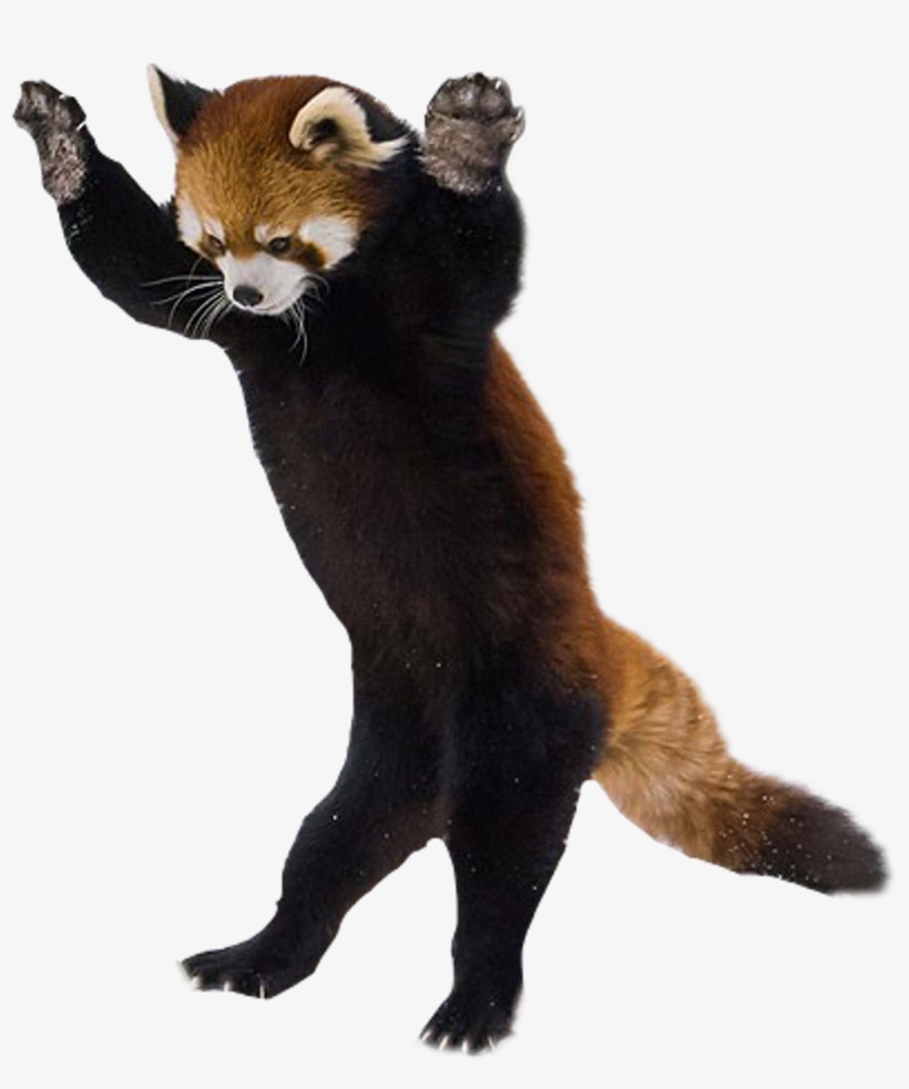 Panda Sticker - Red Panda On Hind Legs Transparent PNG - 1024x1178