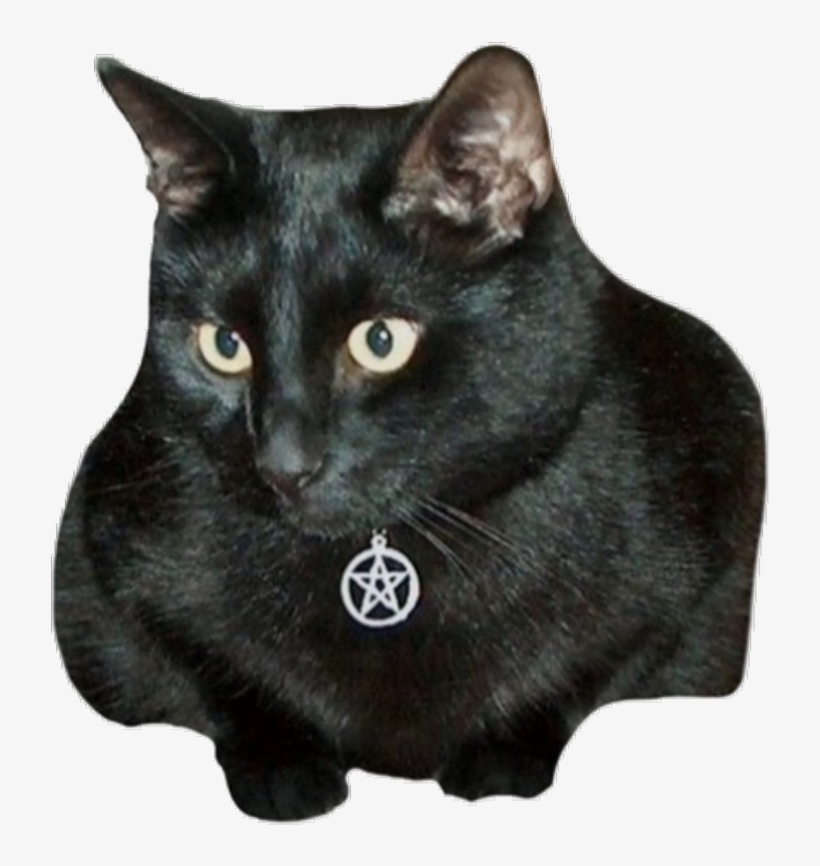 Cat Familiar D&d, transparent png download